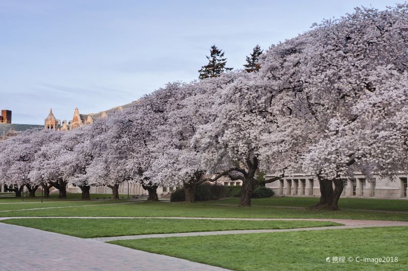 華盛頓大學