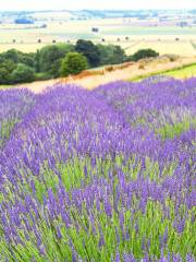 Yorkshire Lavender