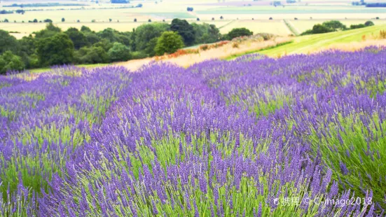 Yorkshire Lavender