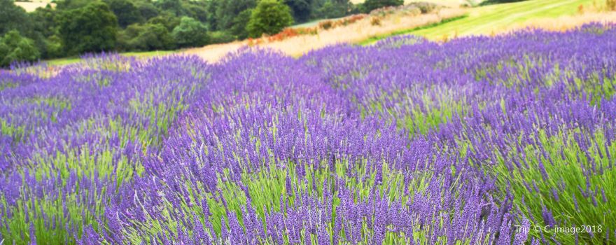 Yorkshire Lavender