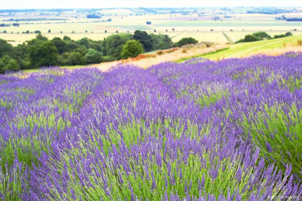 Yorkshire Lavender