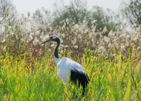 Yellow River Estuary Ecotourism Area