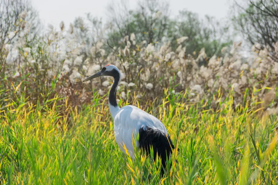 Yellow River Estuary Ecotourism Area