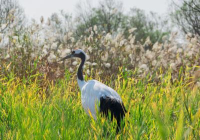 Yellow River Estuary Ecotourism Area