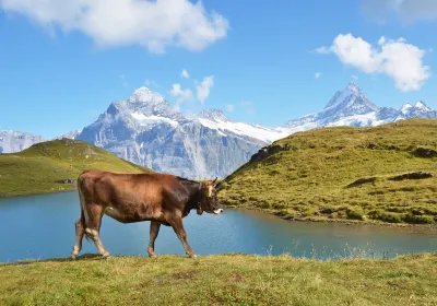 Jungfrau Region