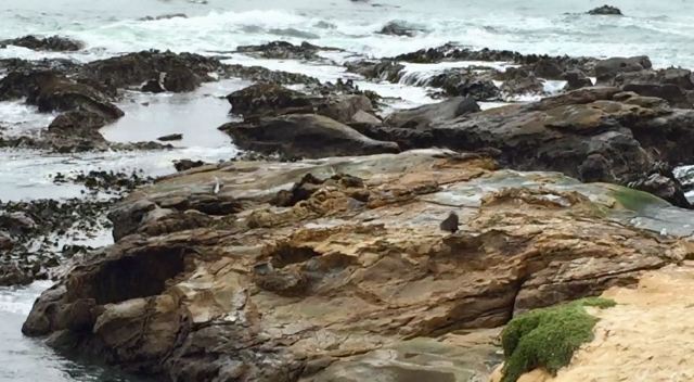 Shag Point Nature Reserve