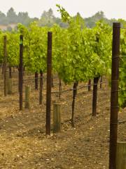 The Barns at Hamilton Station Vineyards