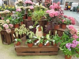 Carolina Home & Garden