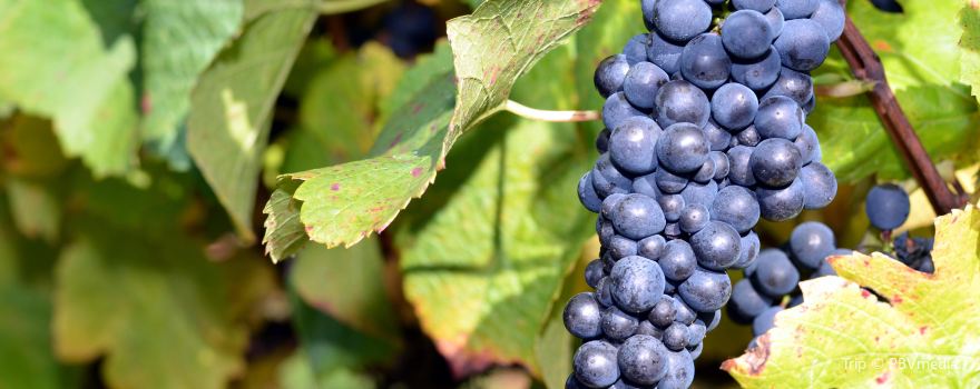 Alfaro Family Vineyard-Winery