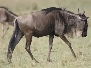 Boma-Nationalpark