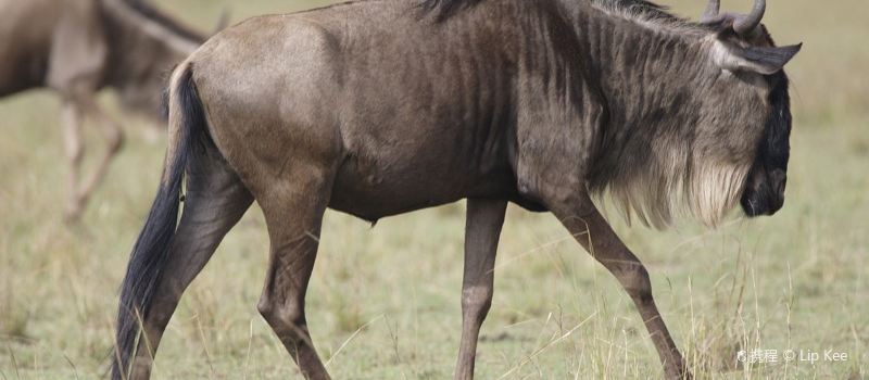 Jonglei