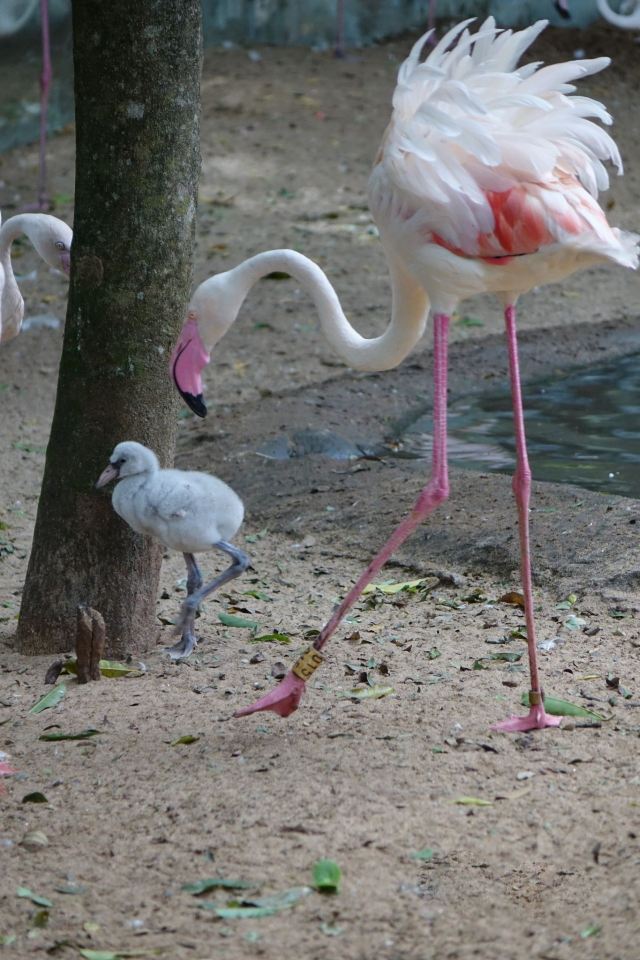 Birds Park