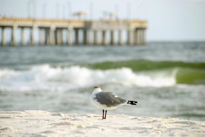 Gulf State Park Pier