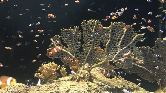 OdySea水族館