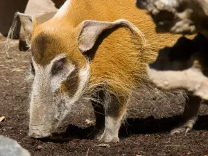 Red River Zoo