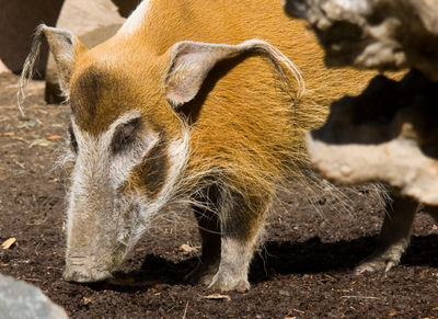 Red River Zoo
