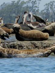 Elkhorn Slough National Estuarine Research Reserve