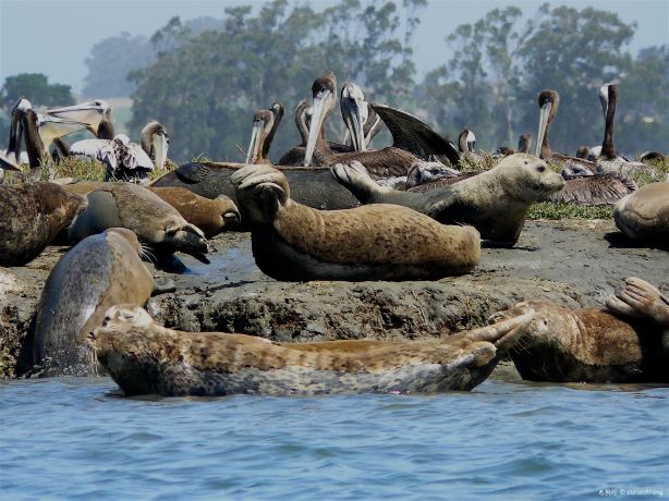 Elkhorn Slough Reserve