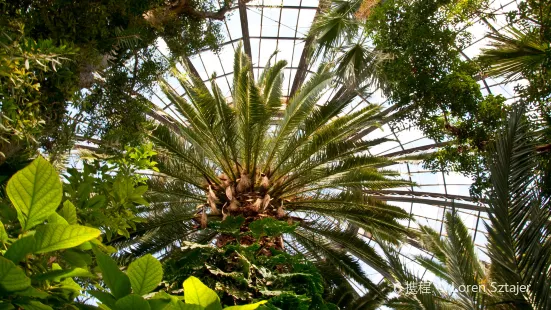 Anna Scripps Whitcomb Conservatory