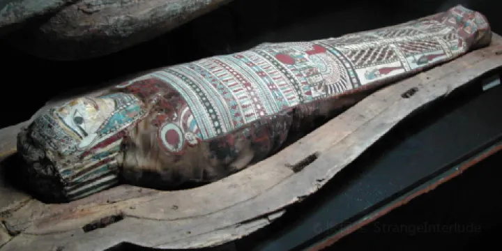 耶魯大學皮博迪自然史博物館