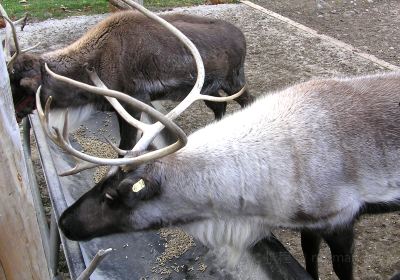 Reindeer Farm