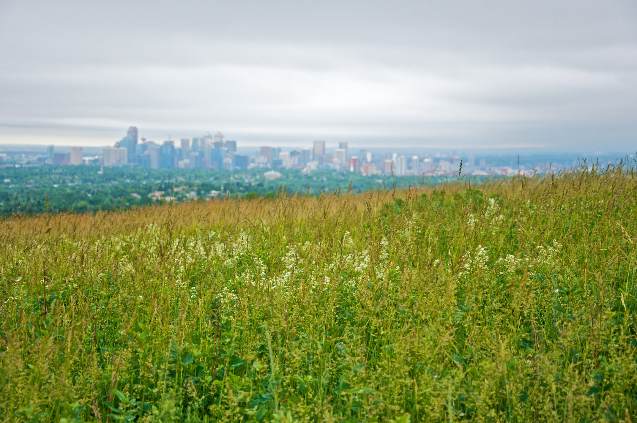 Nose Hill Park in Northwest Calgary - Tours and Activities