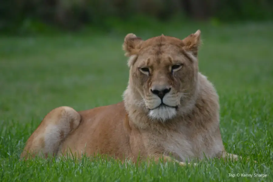 Blair Drummond Safari and Adventure Park