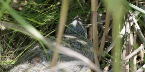 The Wetlands Institute