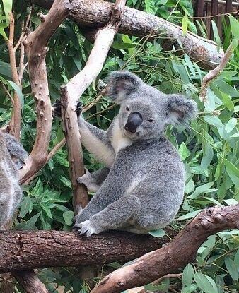 漢密爾頓島野生動物園
