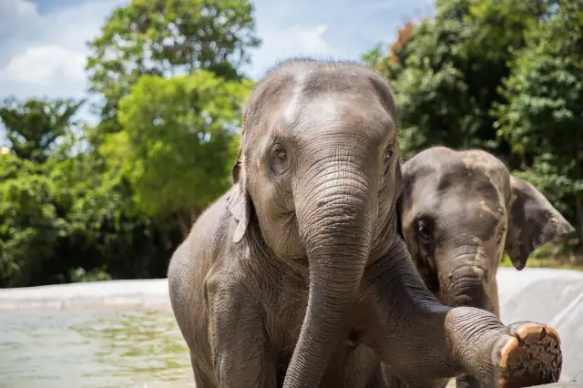蘇梅島大象互動