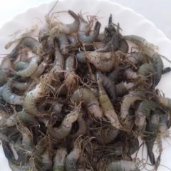 Shipu Farm Family Resort User Photo