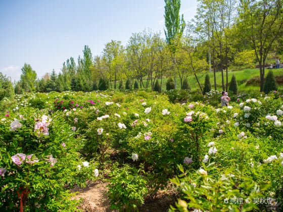 Zhongchuan Peony Nursery