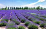 Huocheng Lavender Fields