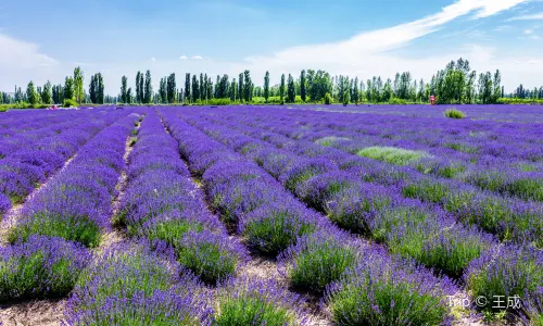 Lavender Viewing in Ili