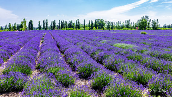 Lavender Viewing in Ili