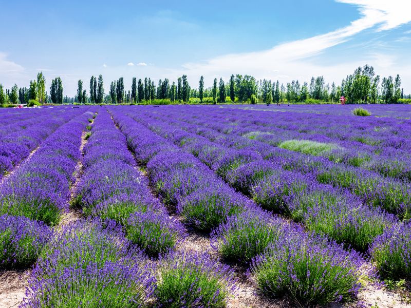 Huocheng Lavender Fields