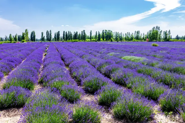 Lavender Viewing in Ili