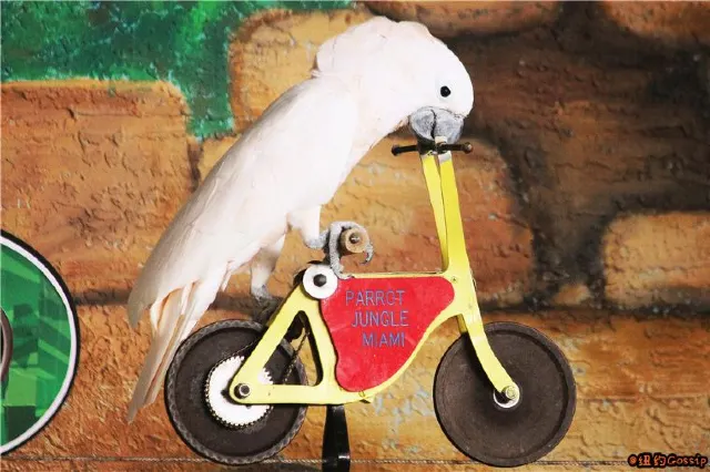 Jungle Island: Miami eco-adventure theme park like no other