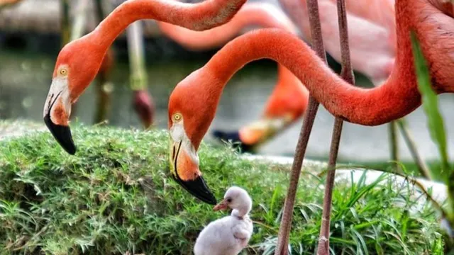 Jungle Island: Miami eco-adventure theme park like no other