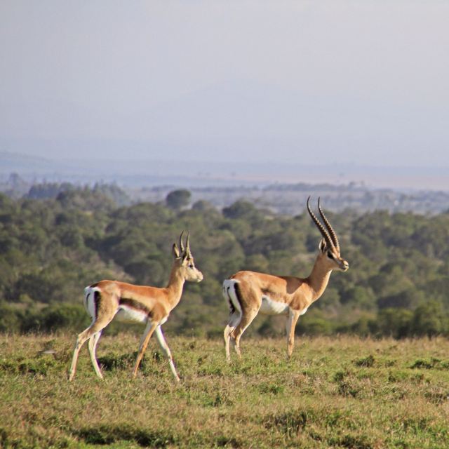 Sweetwaters Game Reserve