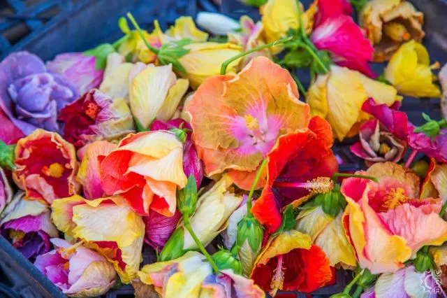 繽紛夏威夷 | 如何玩轉彩虹州,這幾種顏色告訴你!