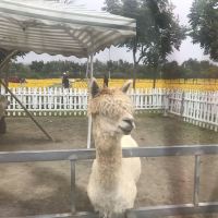 評論圖片 3