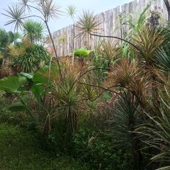 Balique User Photo