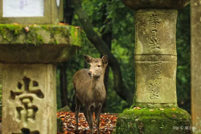 11 Traditional and Fun Things to Do in Nara