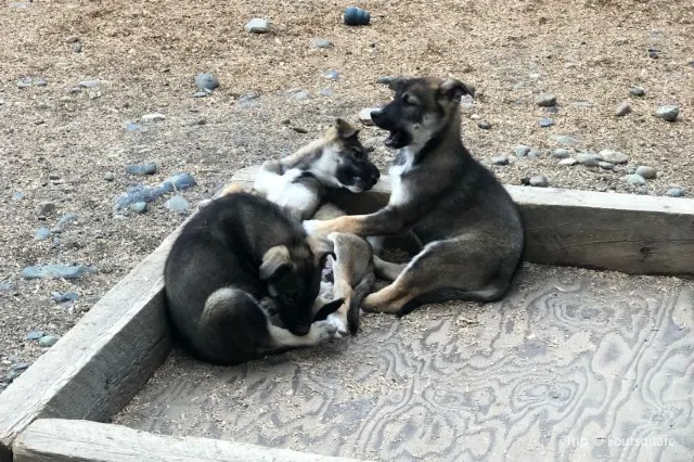 Northern light and Nature: Awesome Guide to Alaska