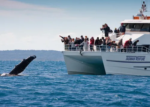 The Best Place to Watch Whales in Australia