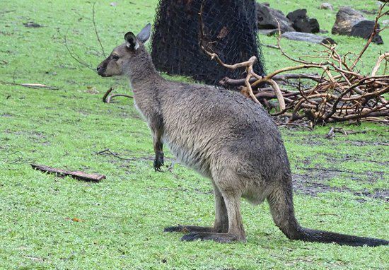 Cleland Conservation Park