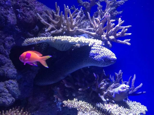 凱恩斯水族館