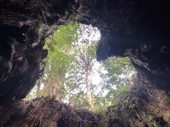 Yakushima Island Attraction Reviews Yakushima Island Tickets Yakushima Island Discounts Yakushima Island Transportation Address Opening Hours Attractions Hotels And Food Near Yakushima Island Trip Com