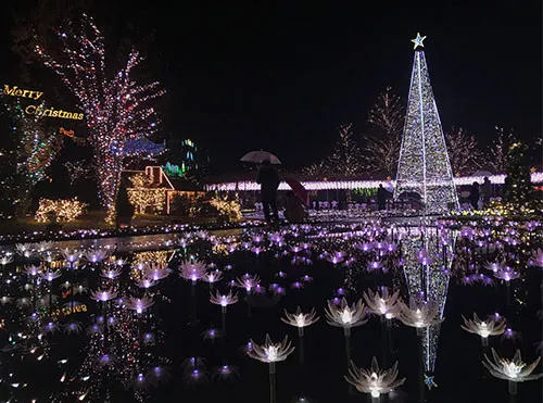 Winter Bucket List in Japan 2020: A Bright Color in Winter 